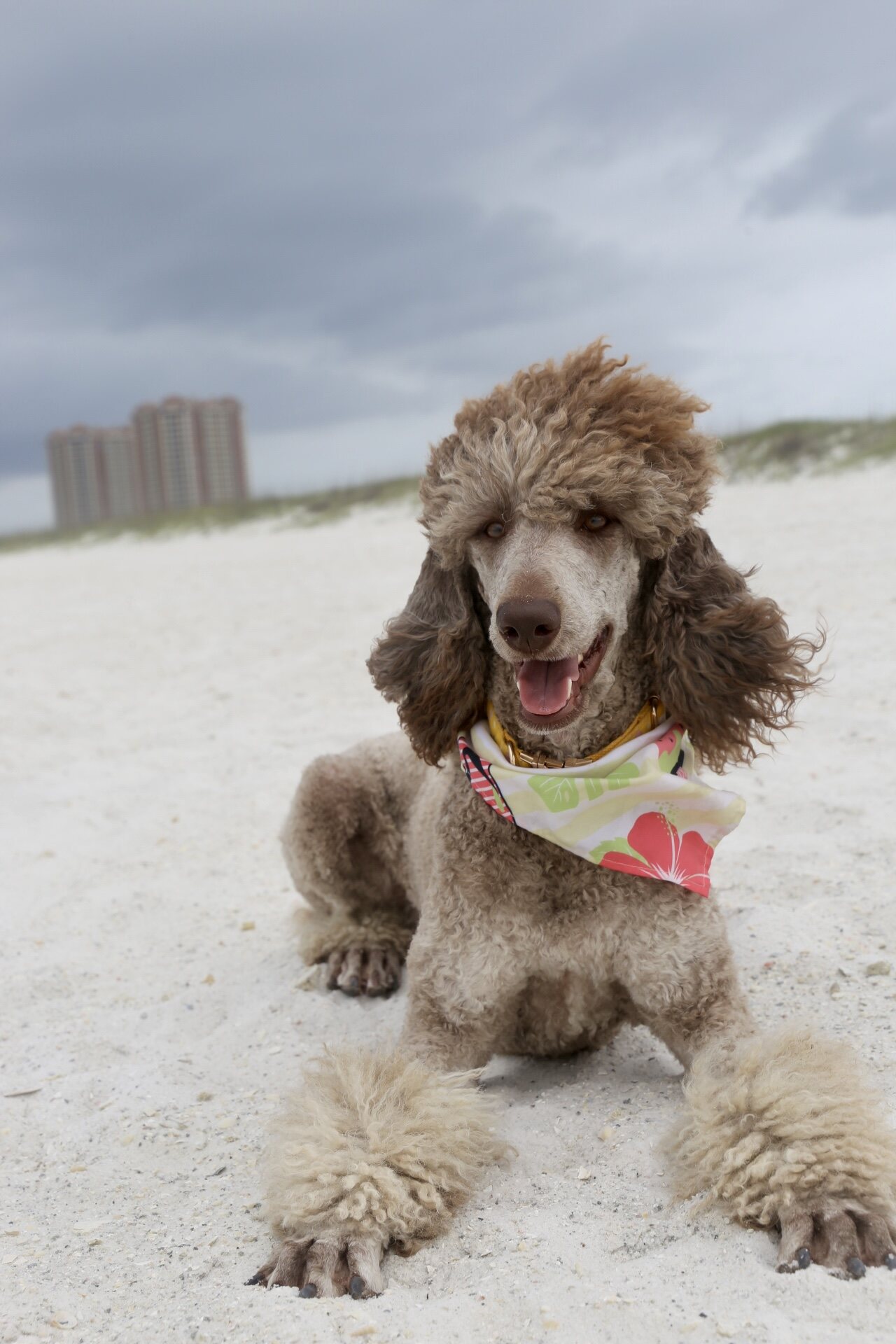 Rumor enjoying a trip to the beach