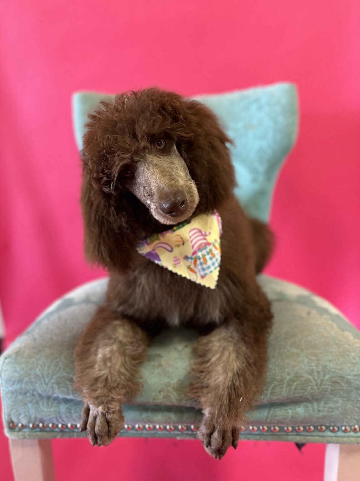 Rumor relaxing on a colorful chair