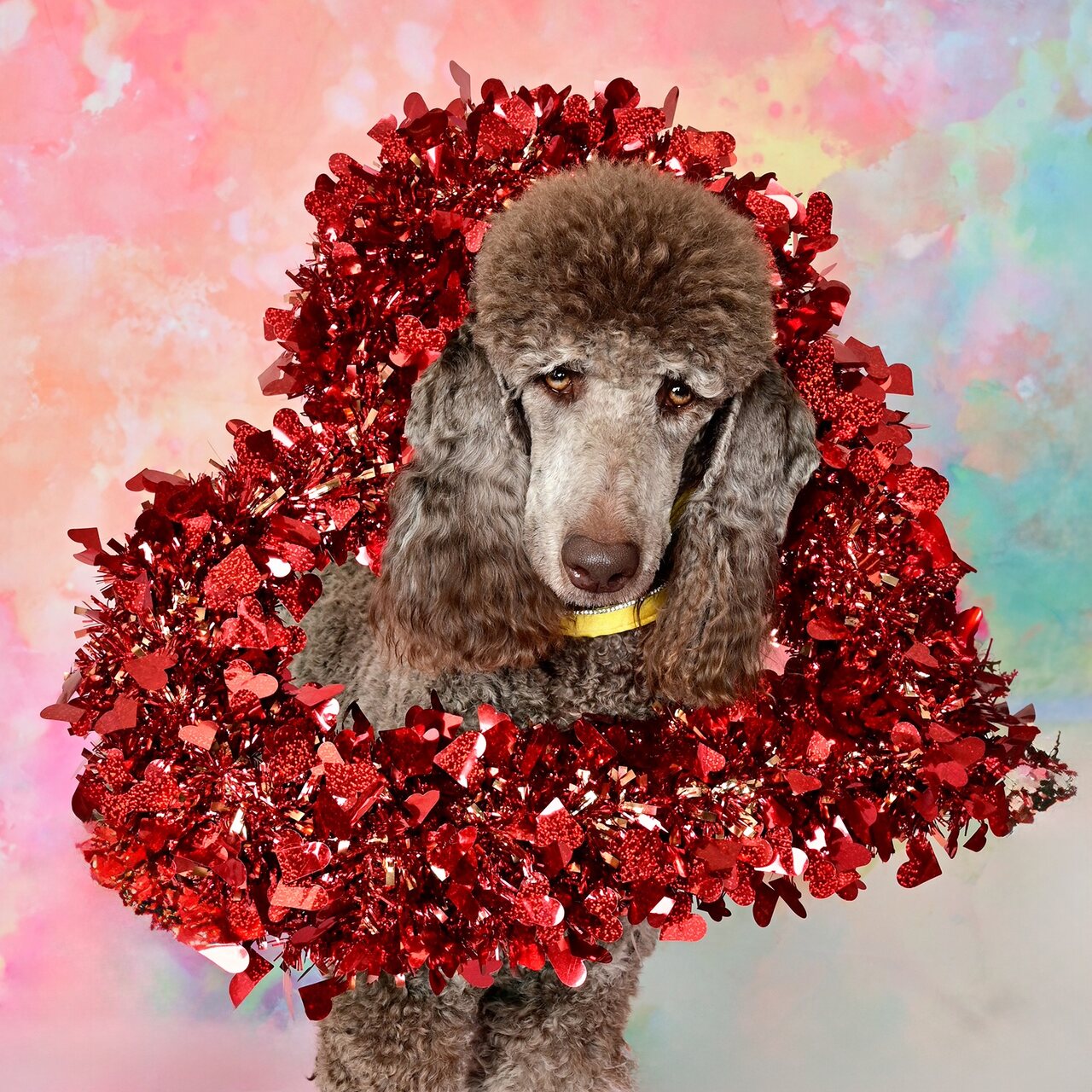 Rumor posing inside a red heart decoration
