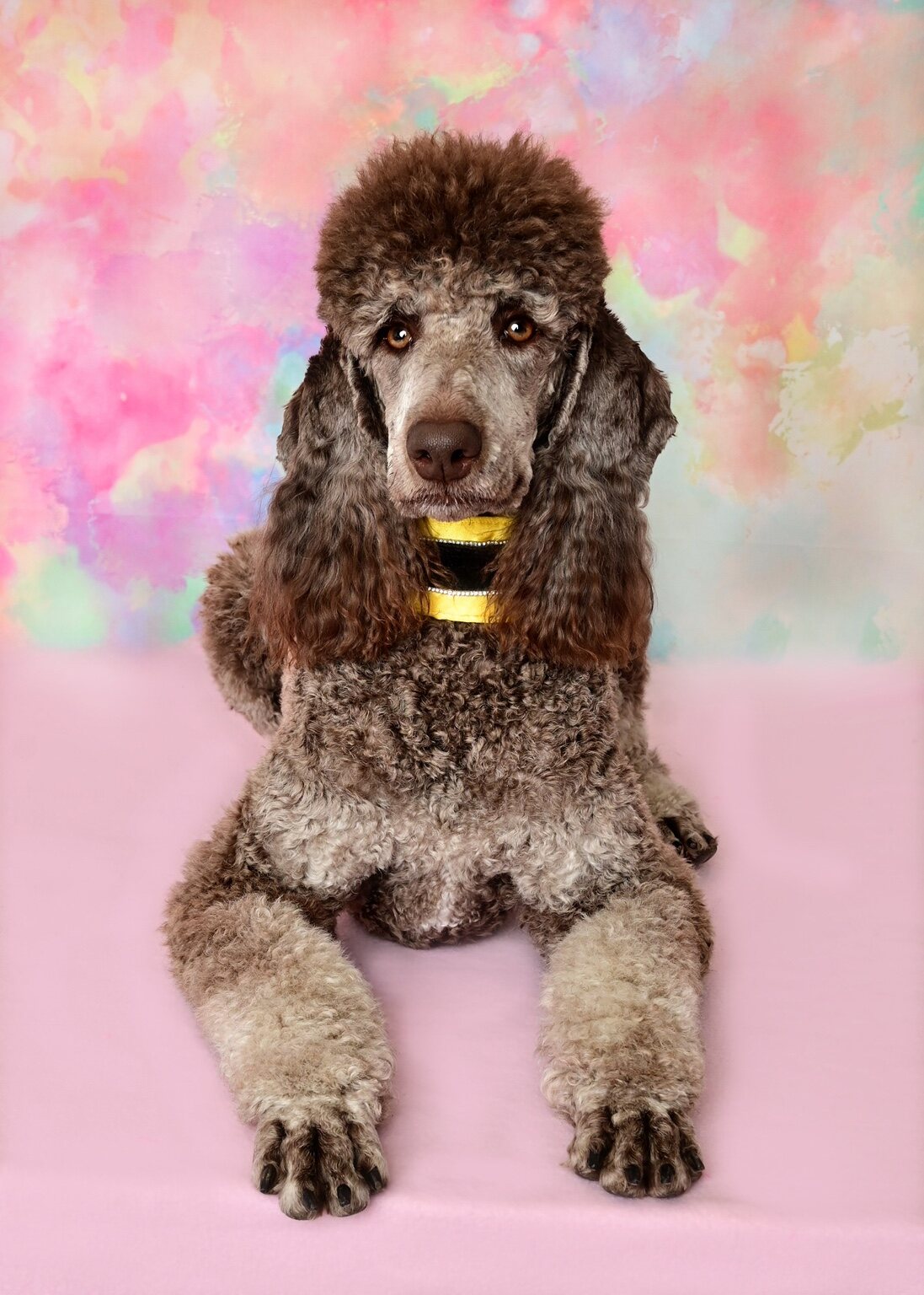 Rumor posing against a pastel studio background