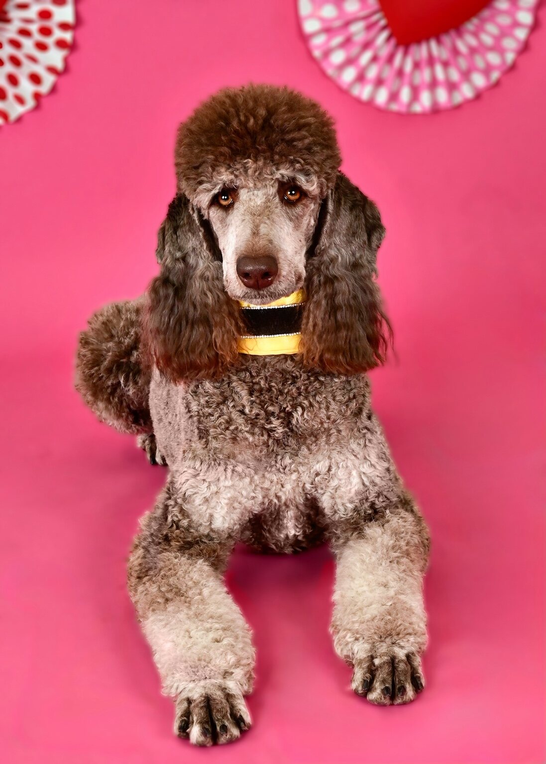 Rumor posing against a bright pink background