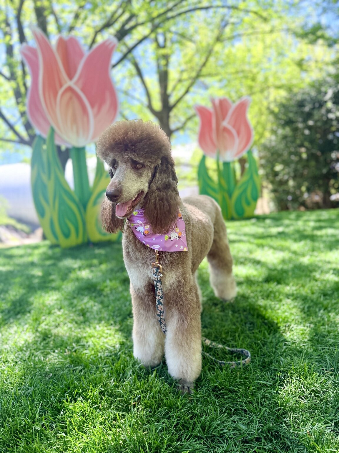 Rumor the brown phantom Standard Poodle standing in a tulip garden