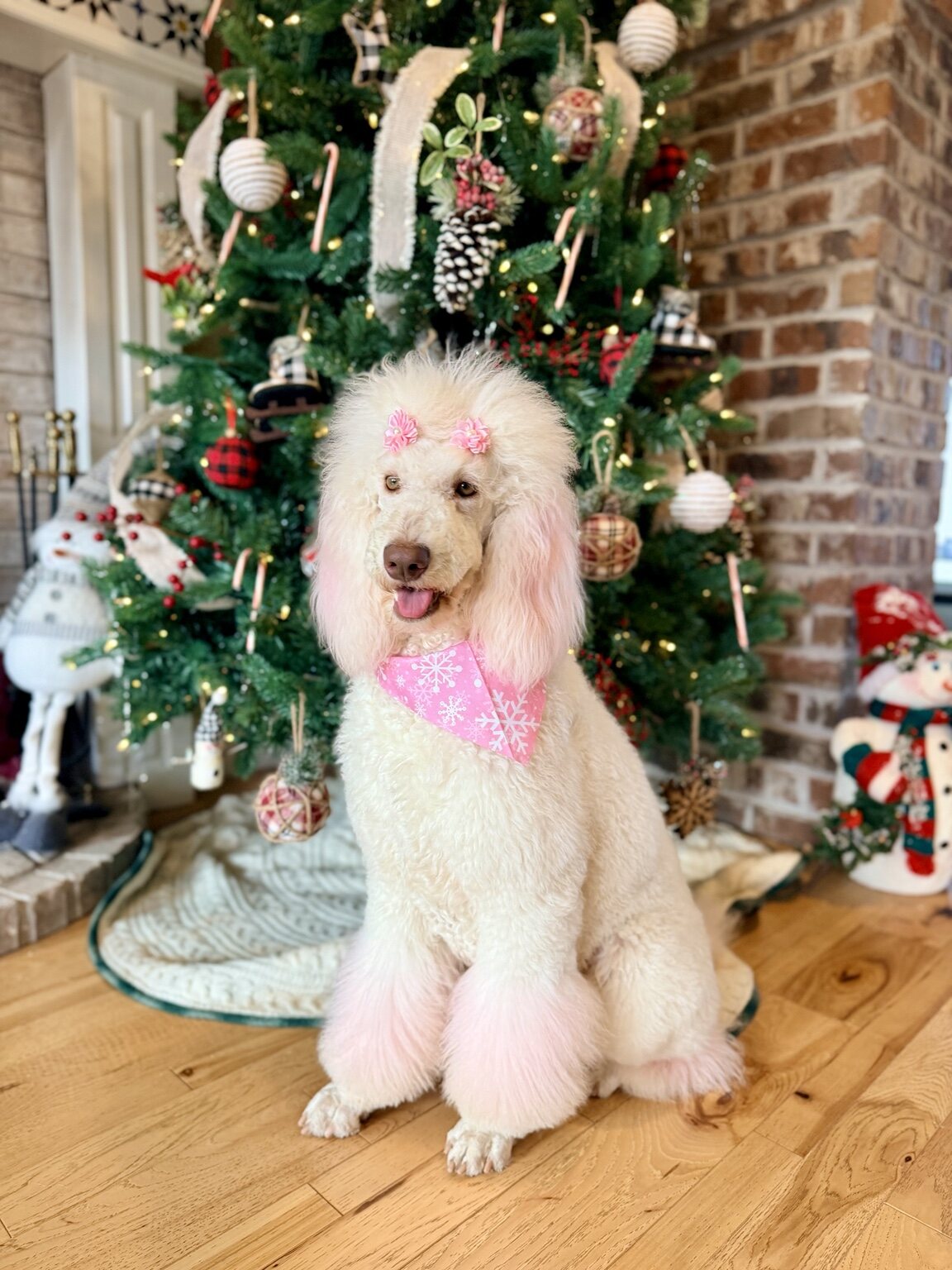 Secret, a white Standard Poodle with pink accents, sitting in front of a Christmas tree