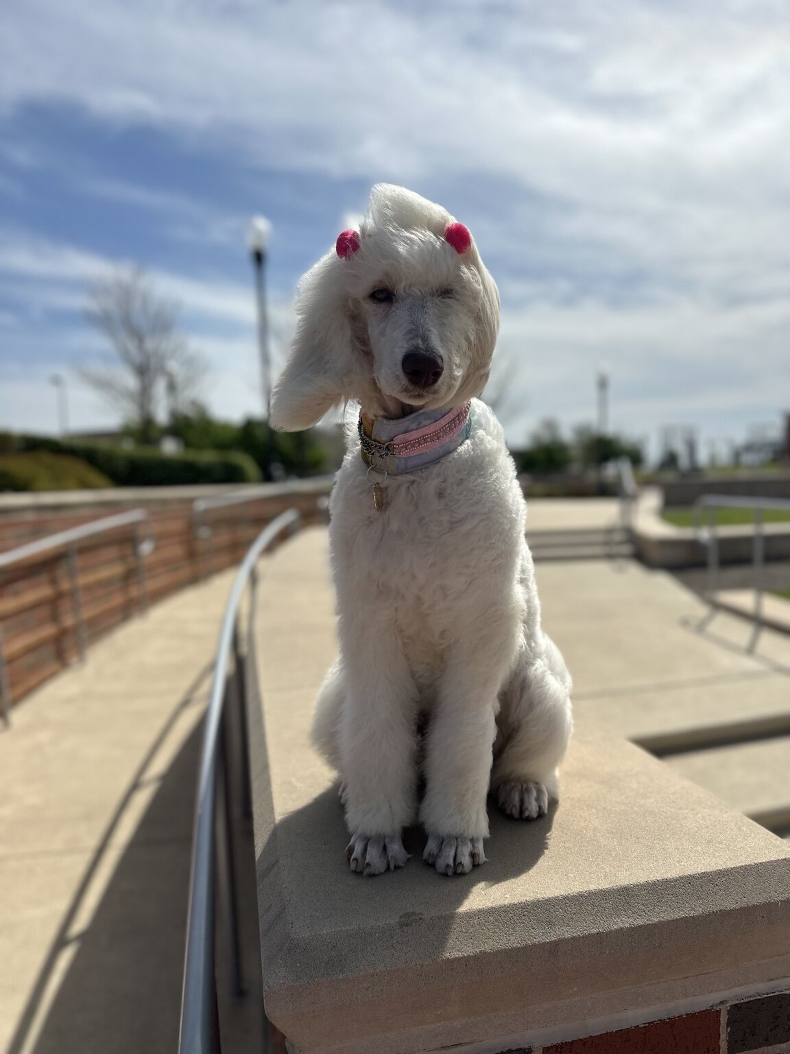 Secret sitting calmly during a city outing