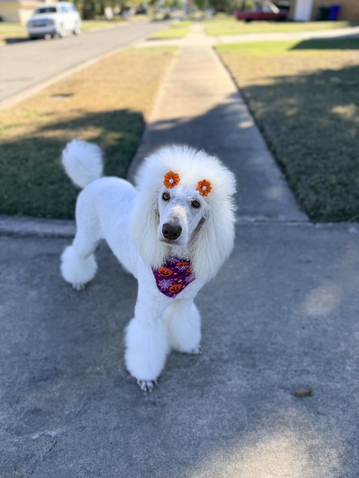 Secret wearing a Halloween bandana outdoors