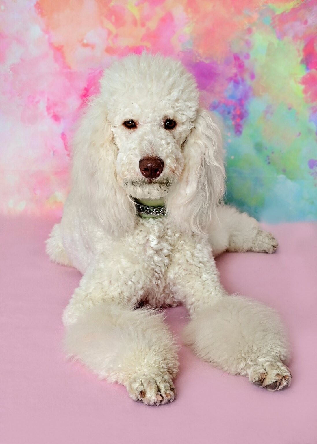 Secret posing against a colorful pastel background