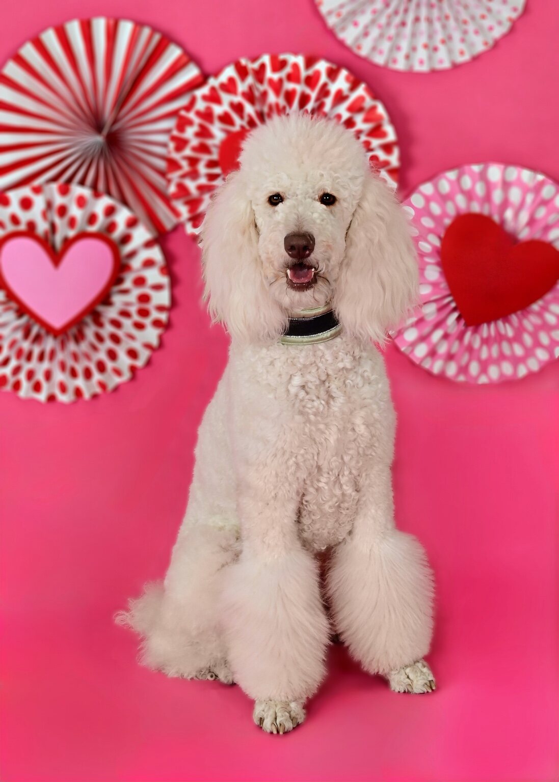 Secret posing against a bright pink Valentine backdrop