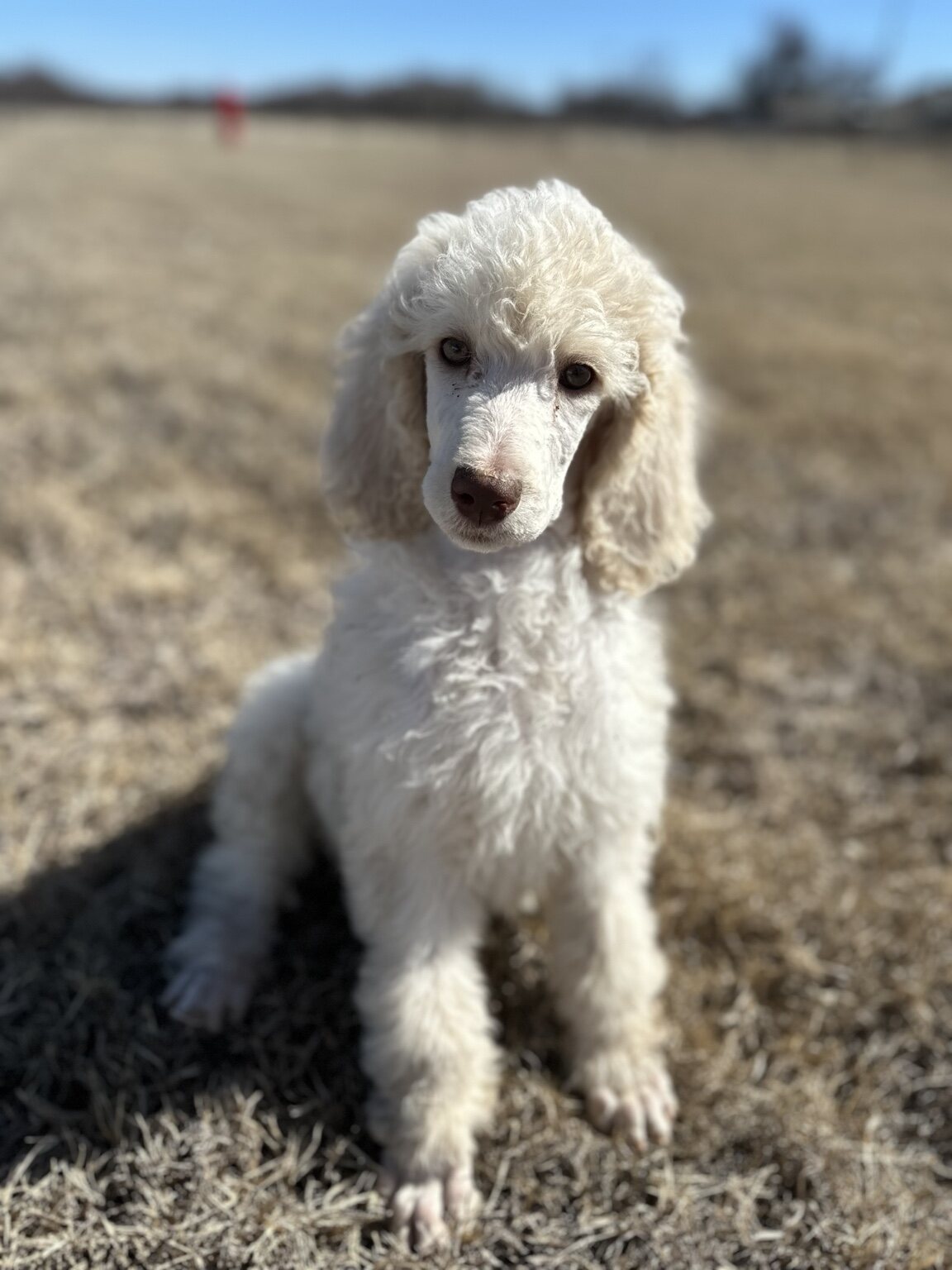 Secret as a young puppy sitting in a field