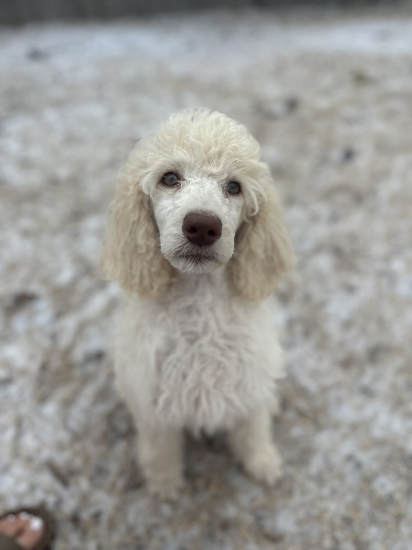 Secret as a young puppy in the snow